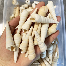 爱贝来自然海螺贝壳 白龙角白锥螺钉子螺批发 工艺品鱼缸海螺原料