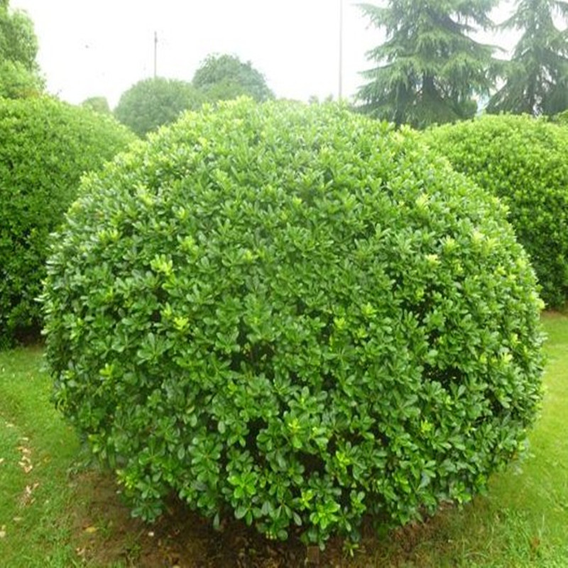 海桐球四季常青树苗庭院盆栽植物围墙绿篱笆耐寒工程园林绿化小苗