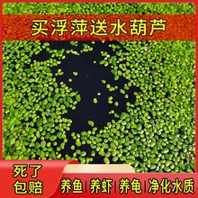 小叶浮萍芝麻萍水培植物养鱼龟虾蟹鱼缸造景水质净化无需水草泥跨