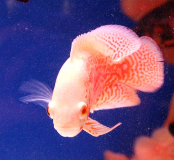 红猪仔鱼 黑猪仔鱼 地图鱼 红地图鱼 黑地图鱼 招财鱼 热带观赏鱼