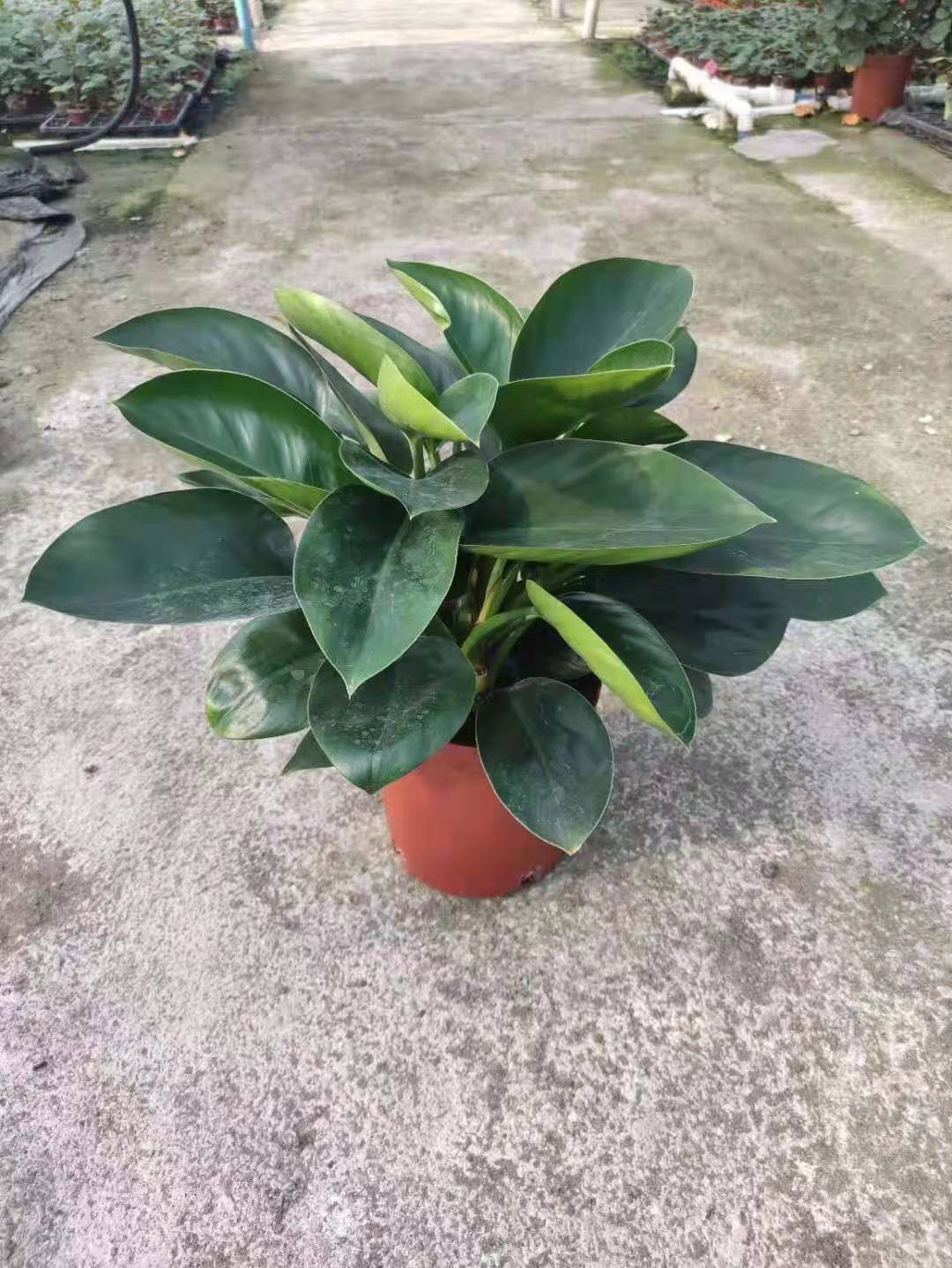 基地直供花卉小盆栽绿植绿化工程植物盆栽180小苹果