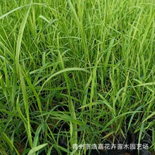 基地种植多芽芦苇苗 公园水生植物芦苇 青州花卉批发供应