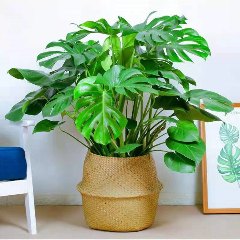 龟背竹大型盆栽水培植物室内客厅大叶绿植好养四季常青