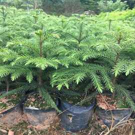 基地直销南洋松小苗南洋杉树苗圣诞树花卉盆栽四季常青除甲醛