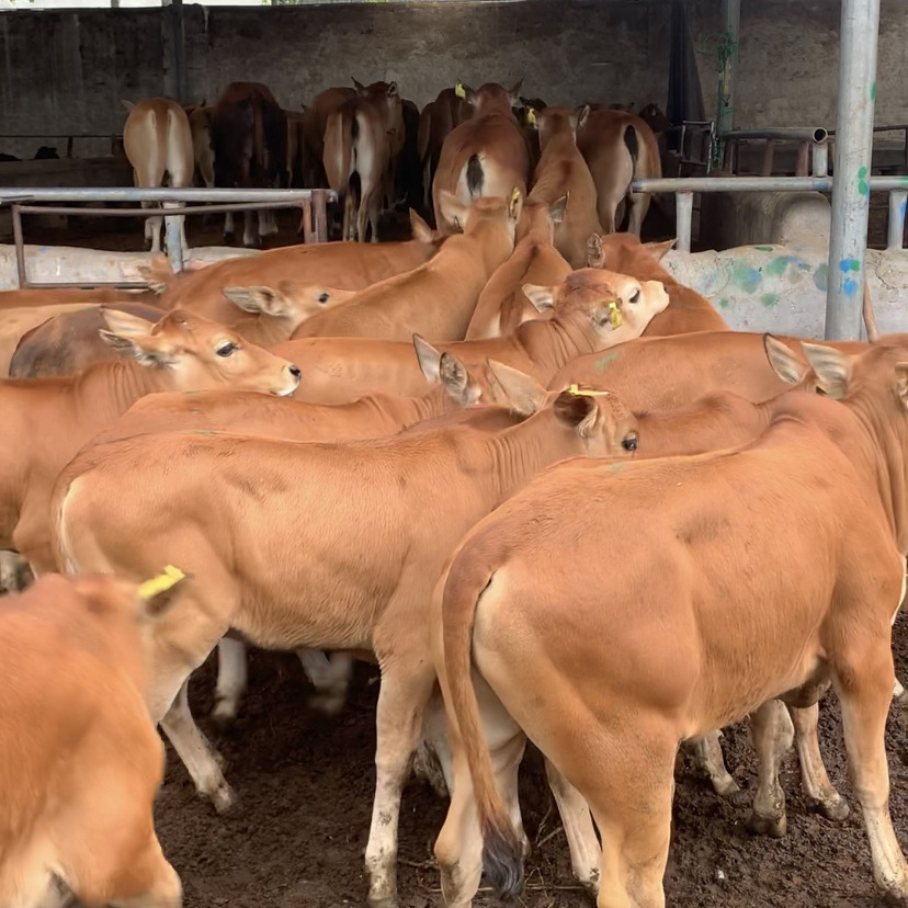 肉牛犊黄牛改良鲁西黄牛多少钱一头 黄牛犊300斤价格购买送技术