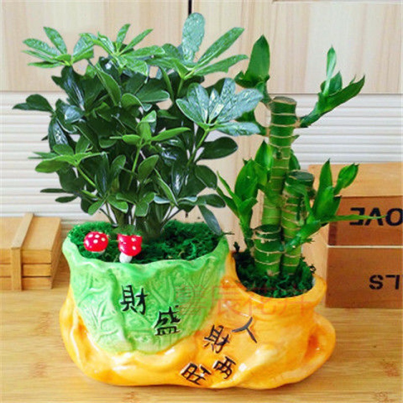 八方财盆景-八方财盆景厂家,品牌,图片,热帖-阿里巴巴