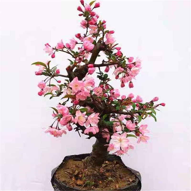 造型铁梗海棠花盆栽树苗盆景老桩日本西府庭院绿植物室内花卉包邮