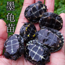 龟苗墨龟苗全黑小乌龟活物黑腹外塘草龟苗宠物水龟龟跨境批发