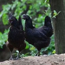 五黑鸡活体幼苗脱温半斤五黑鸡纯种小鸡苗绿壳蛋鸡苗成品母鸡价格