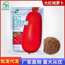 徐州大红袍萝卜种子红皮萝卜白心脆口爽脆甜萝卜菜种籽蔬菜种籽孑
