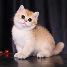 金渐层猫蓝金短毛活体幼猫12色英短紫金纯种双血统家养活体宠物猫