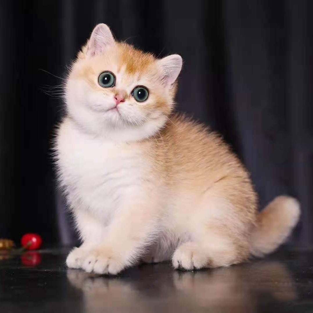 猫咪活体供应英短金渐层猫幼猫活体小猫咪英短蓝金渐层猫幼猫活体