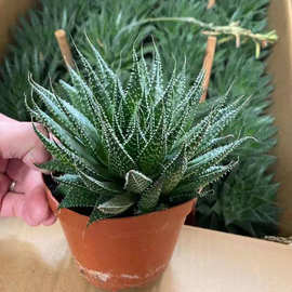 基地直供 多肉植物花卉盆栽 多肉植物如意 居家绿植花卉120#波露