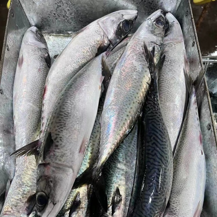 冷冻鲭鱼 青花鱼 青占鱼 整条冷冻深海海鱼 市场销售 批发