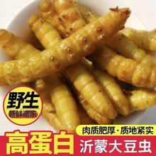 新鲜速冻豆虫豆丹豆虫冷冻豆青虫烧烤酒店油炸食材豆虫批发新货