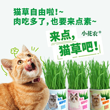 新款猫草盆栽懒人种植盒宠物猫草盆小麦种子培育盘杯套装批发