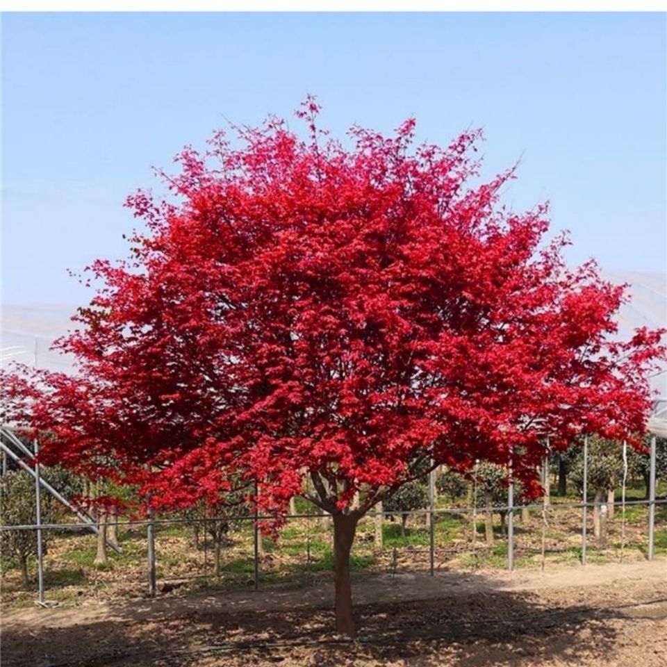红枫树苗四季中国红日本红舞姬景观花园林绿化苗木庭院耐寒植物