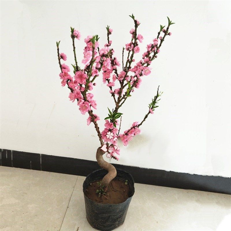 桃花盆栽多瓣寿心桃寿星桃盆景桃树不带花苞庭院阳台耐寒观赏植物