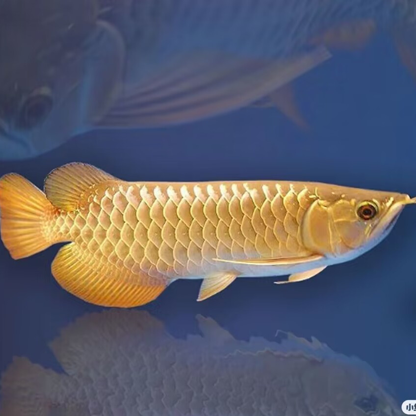 水中小金条贵族金龙鱼赛级过背包活到家金龙印尼红龙