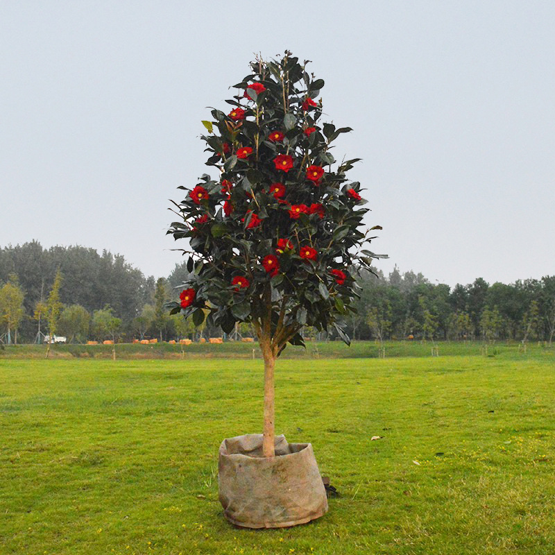 耐冬山茶花树苗庭院阳台室内外盆栽浓香妃茶四季常青耐寒花卉植物