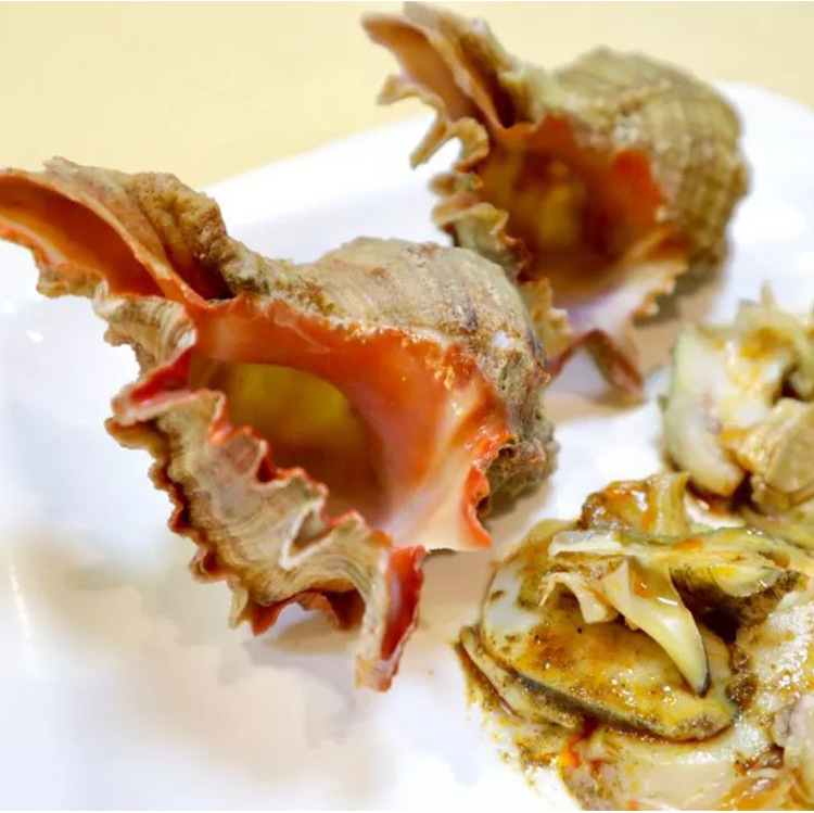 超大狮子螺新鲜冷冻水产野生特大海螺寿司刺身食材500克/只