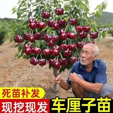 大樱桃树苗嫁接车厘子树苗批发南方北方种植盆栽地载当年结果树苗