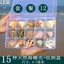 贝壳海螺天然标本螺海星礼盒海洋生物科普幼儿园儿童把玩寄居蟹壳