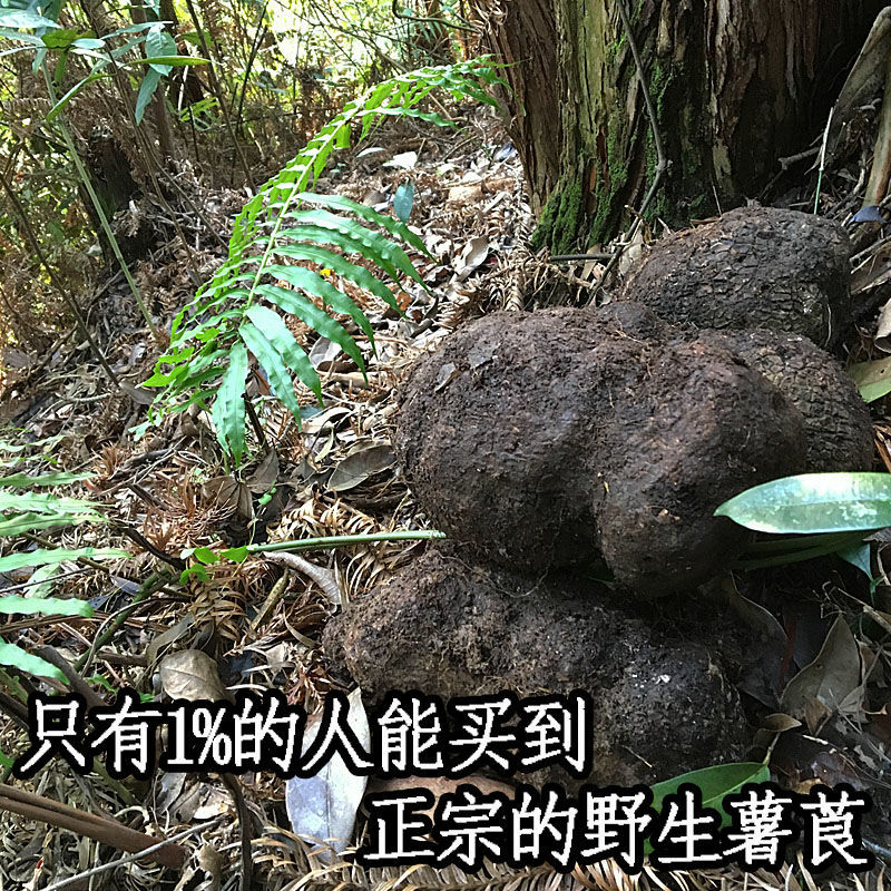 新鲜薯莨血三七 染布薯 朱砂莲 红药子下单现采包邮