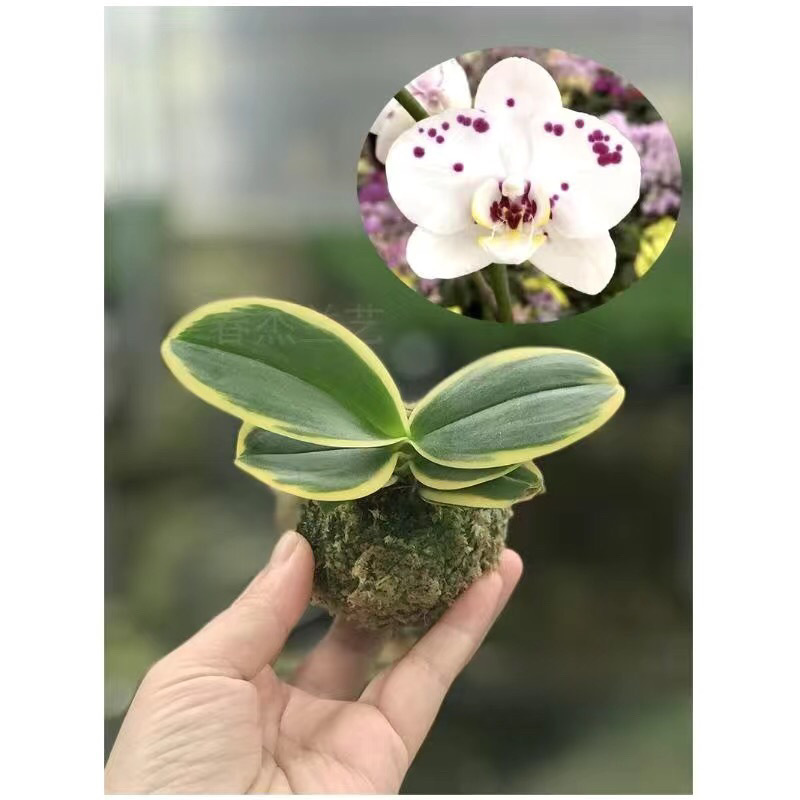 蝴蝶兰迷你金边兰花矮种金叶咖啡带花苞盆栽花卉植物花苗兰