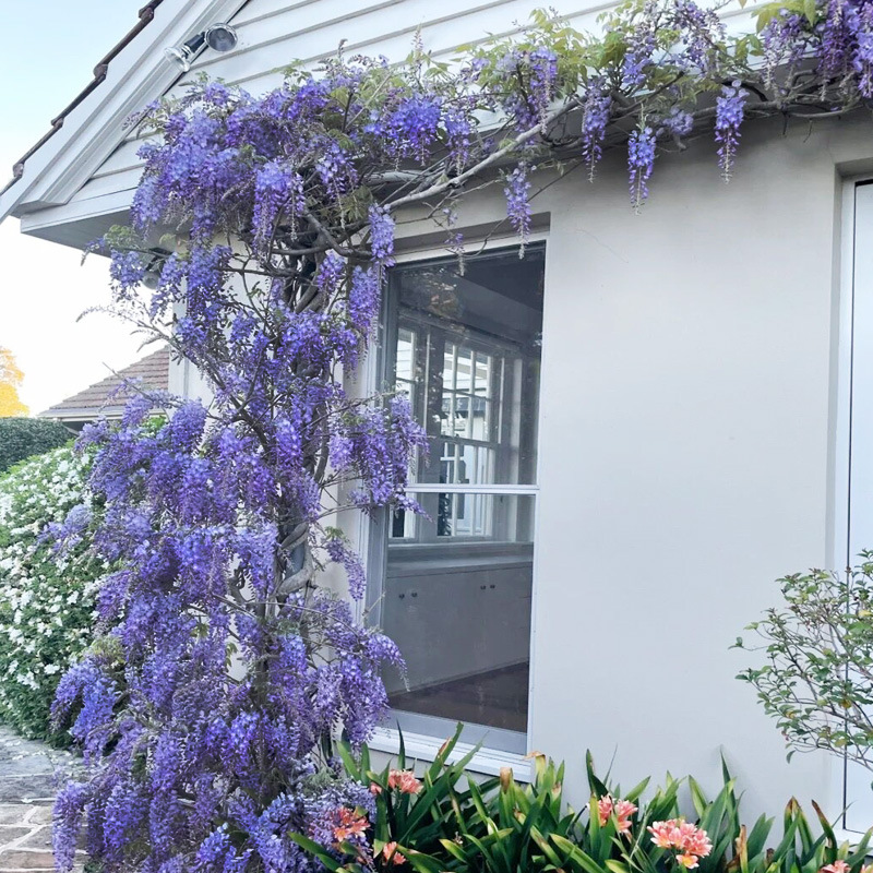 长穗紫藤花树苗爬藤绿植物盆栽四季开攀援花卉庭院阳台紫藤萝瀑布