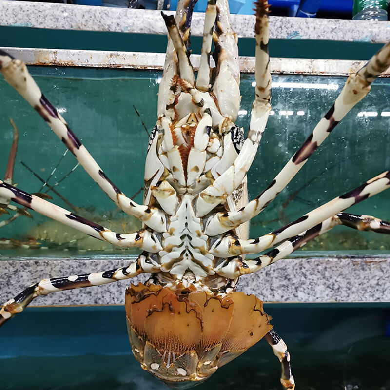 海鲜批发大花龙虾花龙大龙虾锦绣彩虹青龙高端过年过节礼品独立站