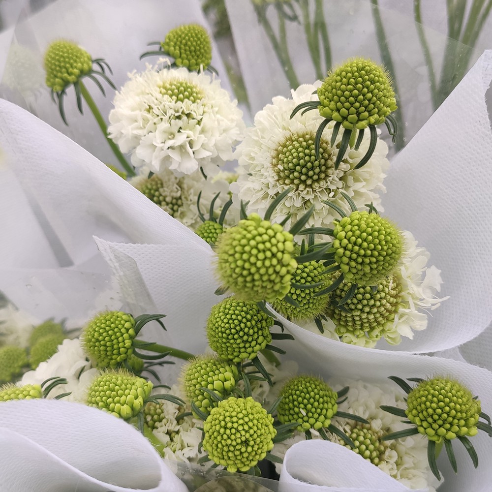 松虫草轮锋菊山萝卜紫盆花云南基地鲜切花直发圣代花