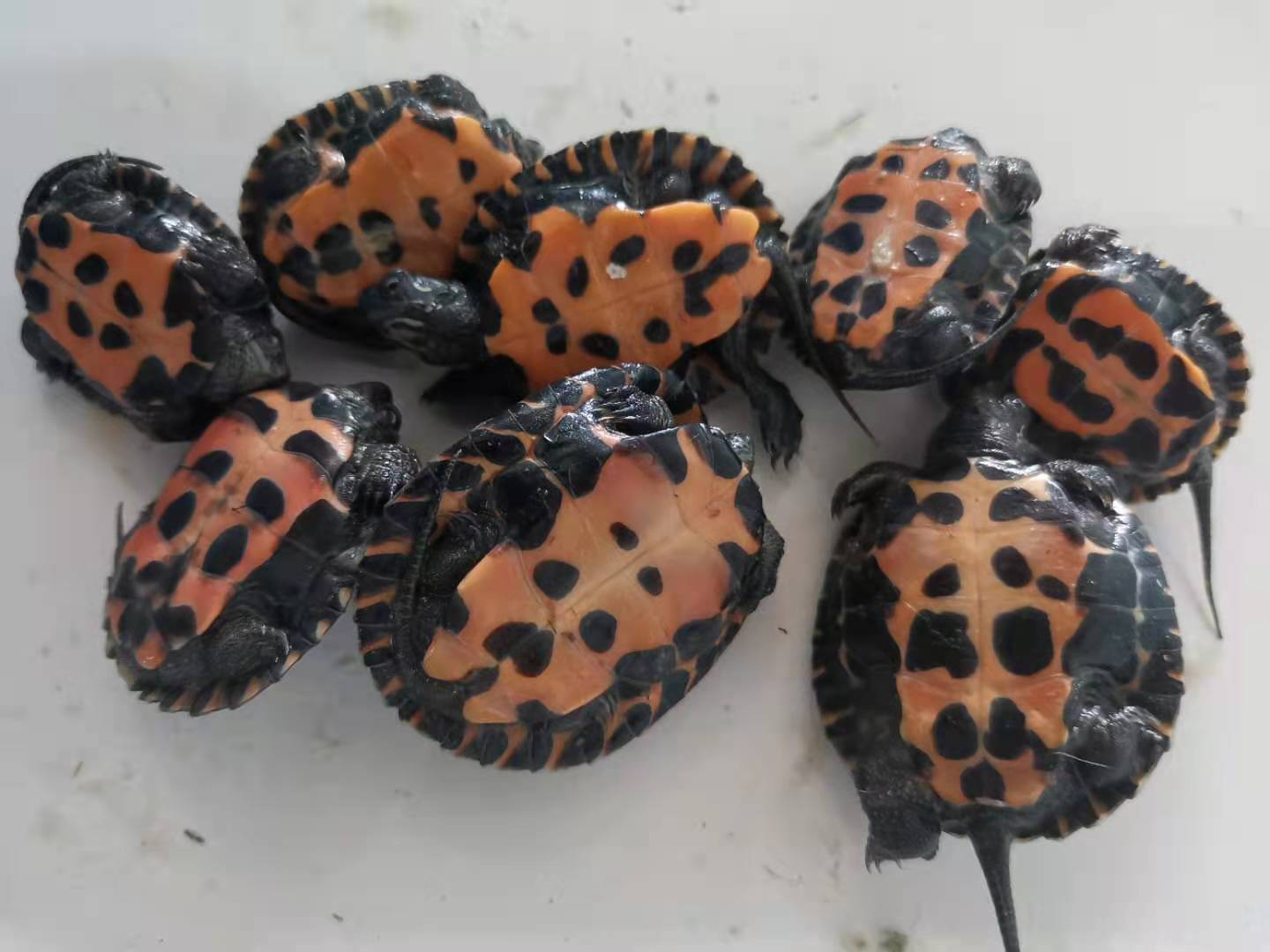 广东草龟观赏龟红底好看好养小乌龟体验孵化乌龟蛋送蛭石