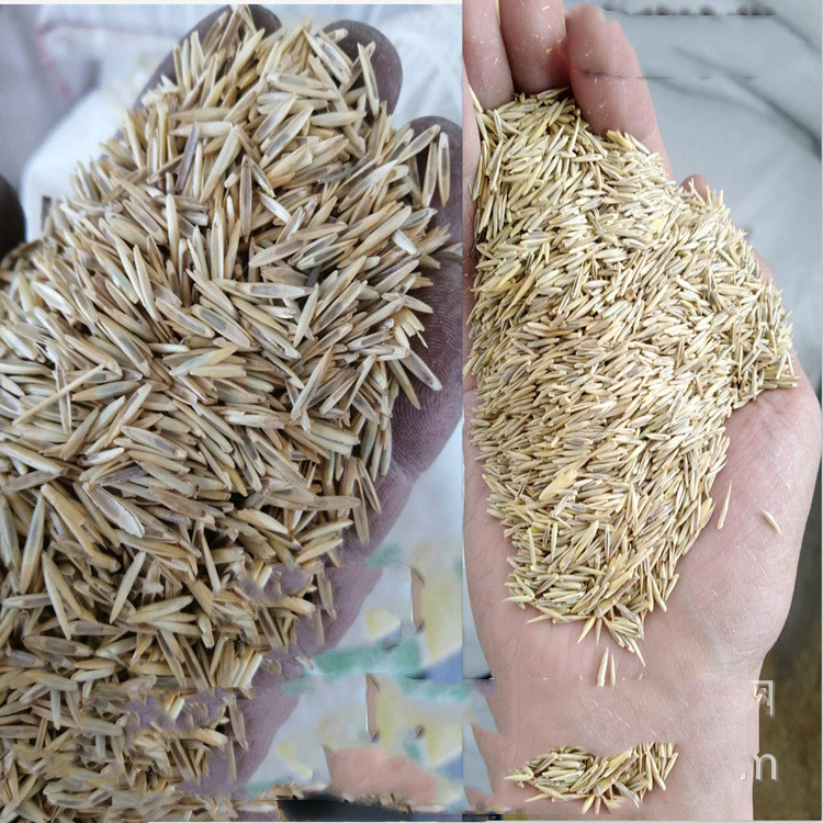 冰草草籽批发 多年生牧草:扁穗冰草