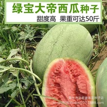 绿宝大帝西瓜种子懒汉型大果绿皮红瓤室外田园菜园水果种籽西瓜籽