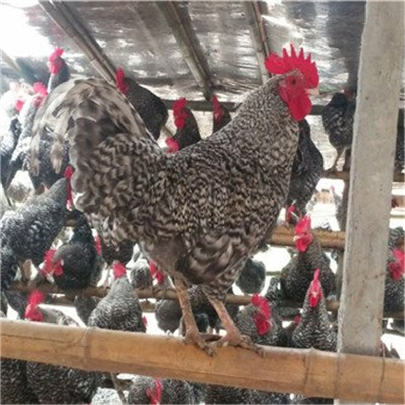 汶上芦花鸡活苗包活到家种蛋1斤正宗黑纯种白母鸡一斤重半大青年