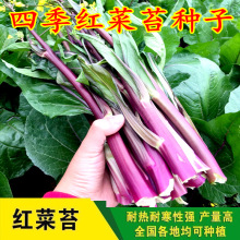 红菜苔种子四九菜心紫菜薹春秋十月红菜苔种籽四季播农家菜园阳台