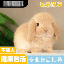 兔子活物肉兔熊猫兔黄色兔宠物家兔巨兔公母月月兔食用活体小兔子