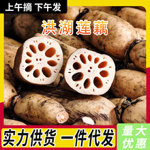湖北洪湖莲藕粉藕煲汤新鲜现挖农家特产当季蔬菜九孔糯藕炖汤批发