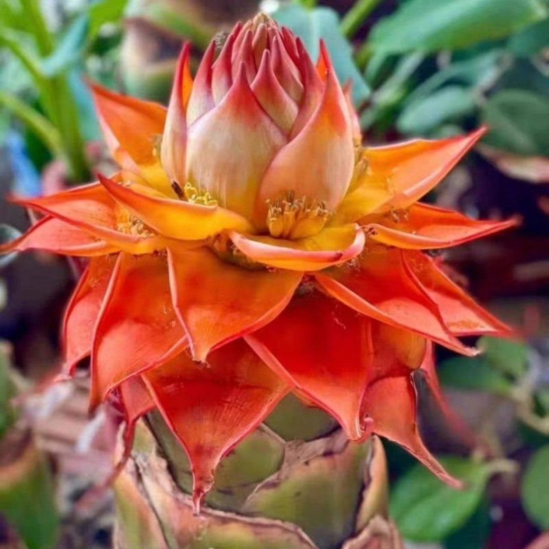 地涌金莲带花苞红莲矮胖千叶佛莲宝莲灯千瓣莲花趣味绿植包邮其他