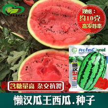 甜脆懒汉瓜王西瓜种子 农田菜地农户种植杂交含糖量高大果西瓜籽