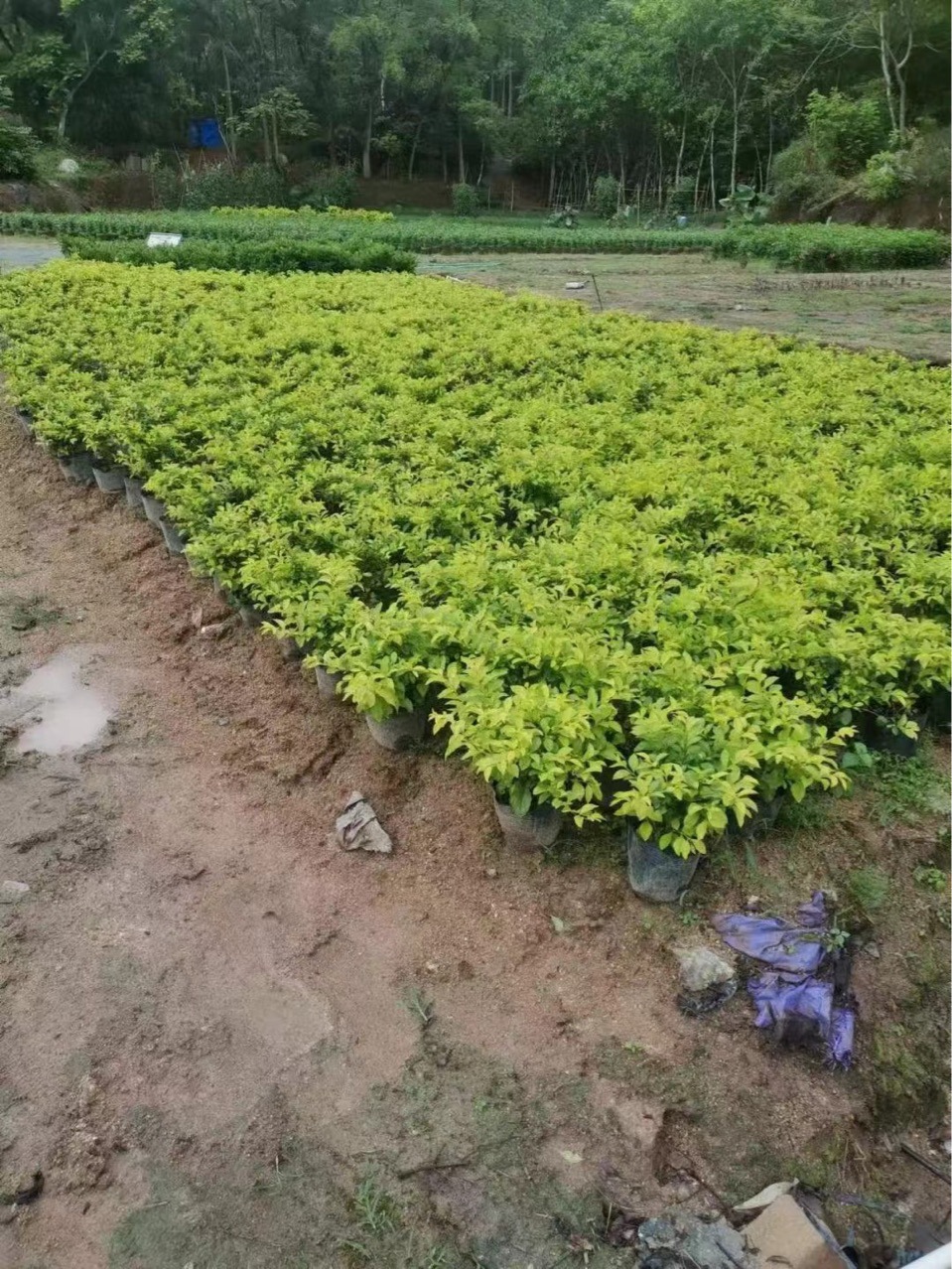 黄金叶金森女贞苗黄金叶球黄金榕球金边假连翘庭院绿化植物木苗