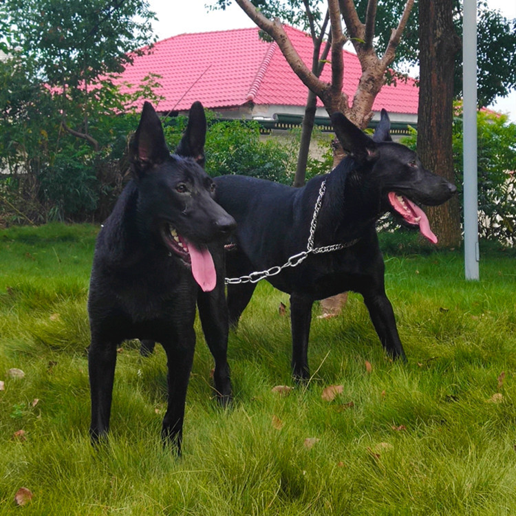 批发纯种黑狼犬幼犬活体狗狗黑狼猛犬大型犬护卫犬宠物狗狼狗小狗