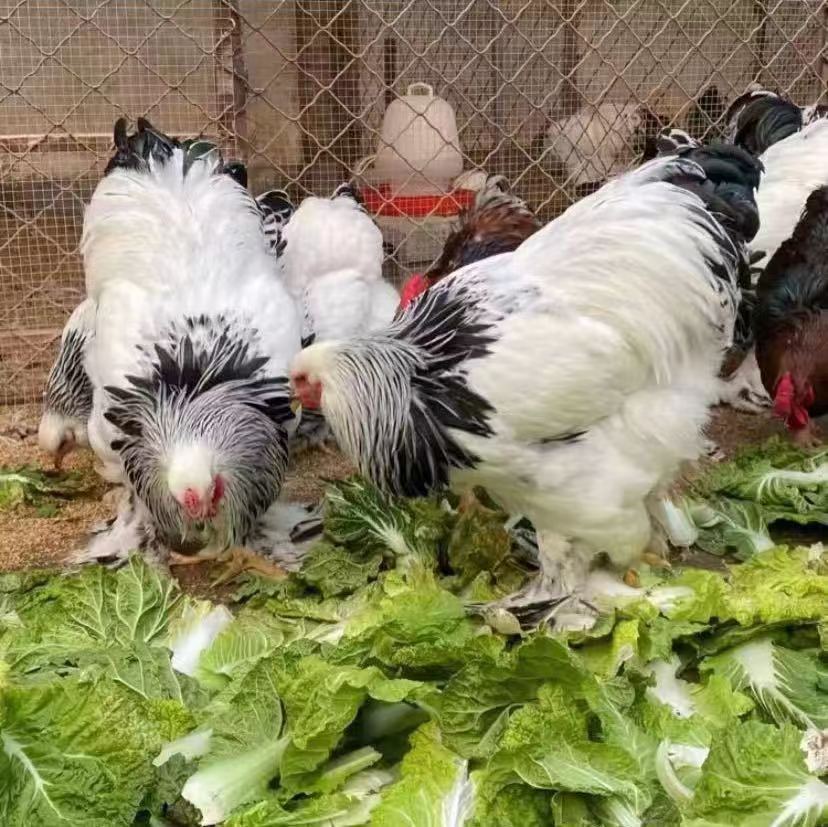 正宗大体婆罗门鸡苗幼苗活体 黑白花纯种婆罗门脱温鸡苗出售价格