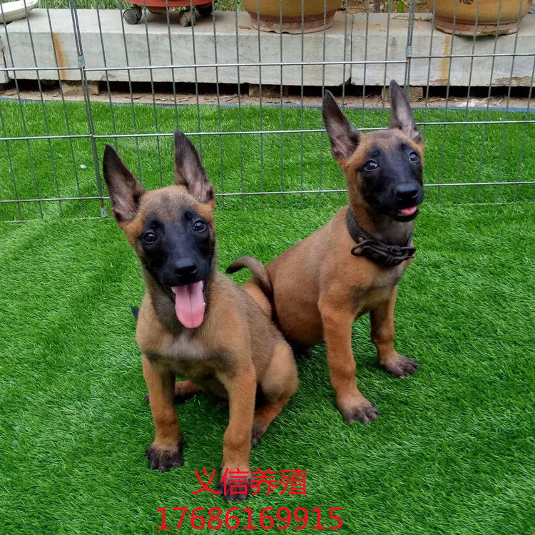 马犬活体科目马犬多少钱一只马犬幼仔成年马犬红马犬黑马犬黄马犬