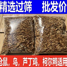 面包虫干品黄粉虫仓鼠粮刺猬鸟粮龟粮金丝熊虫子喂鸡林蛙鱼食批发