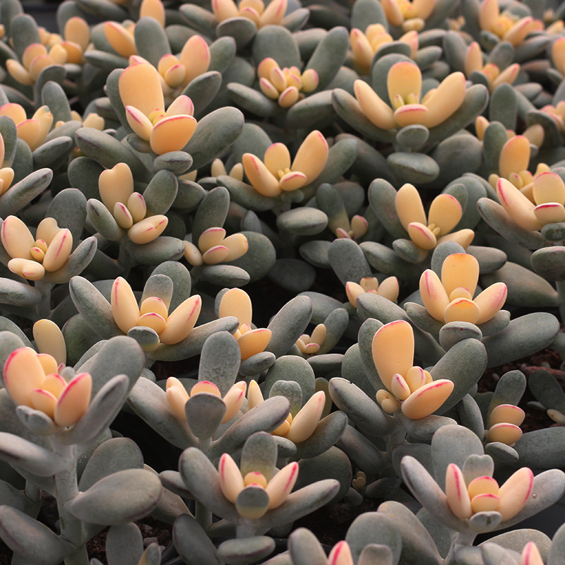 678基地批发多肉植物系列 状态乌拉克拉群盆10cm多肉品种-报价