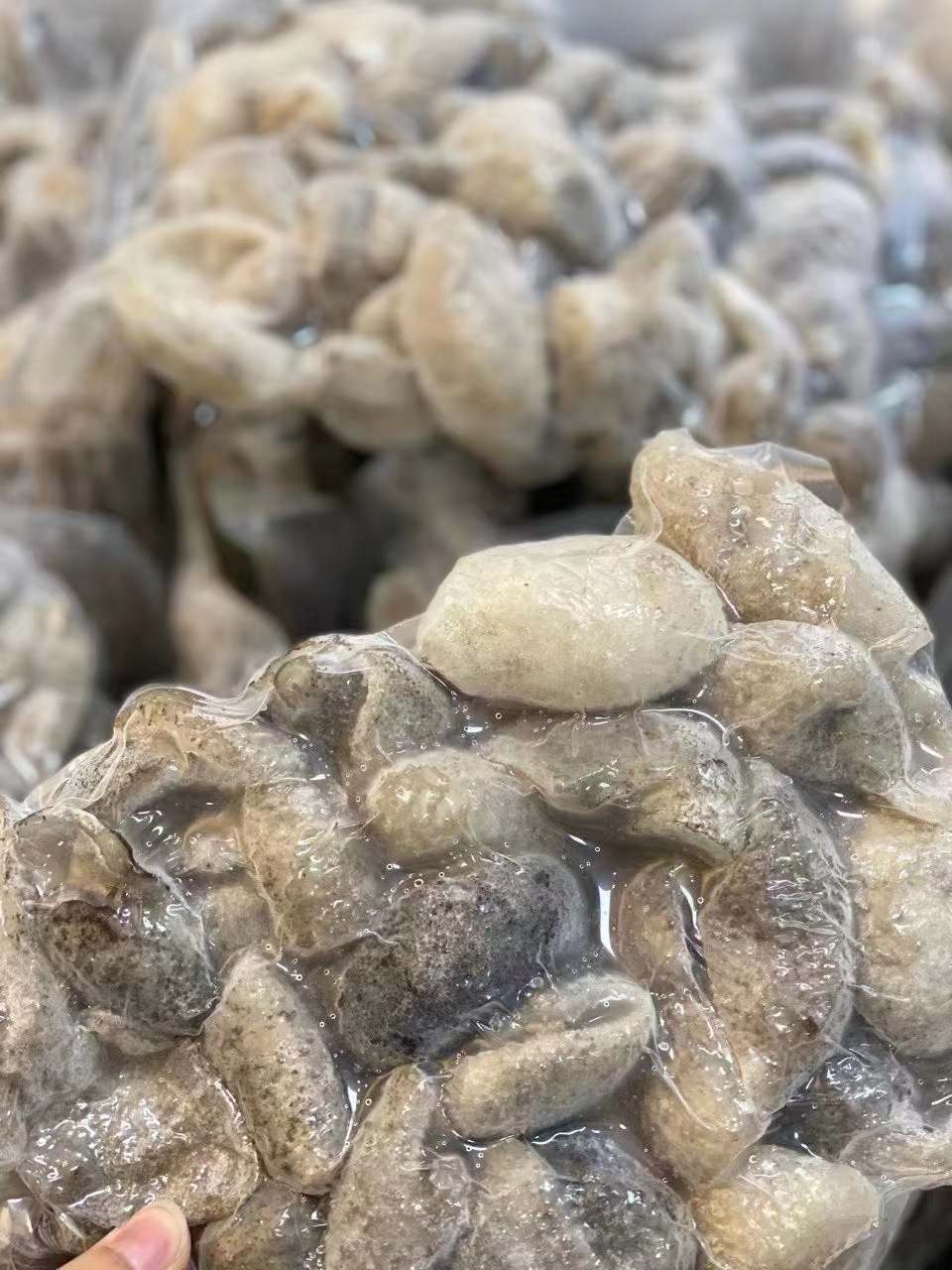 球参珍珠参 淡干龙眼参乌园参酒店食材 产地货源一德路批发