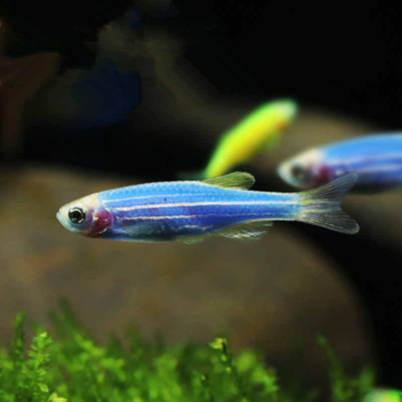孔雀鱼小型热带观赏鱼纯种精品鱼孕母种鱼活体练手淡水草缸缎带鱼