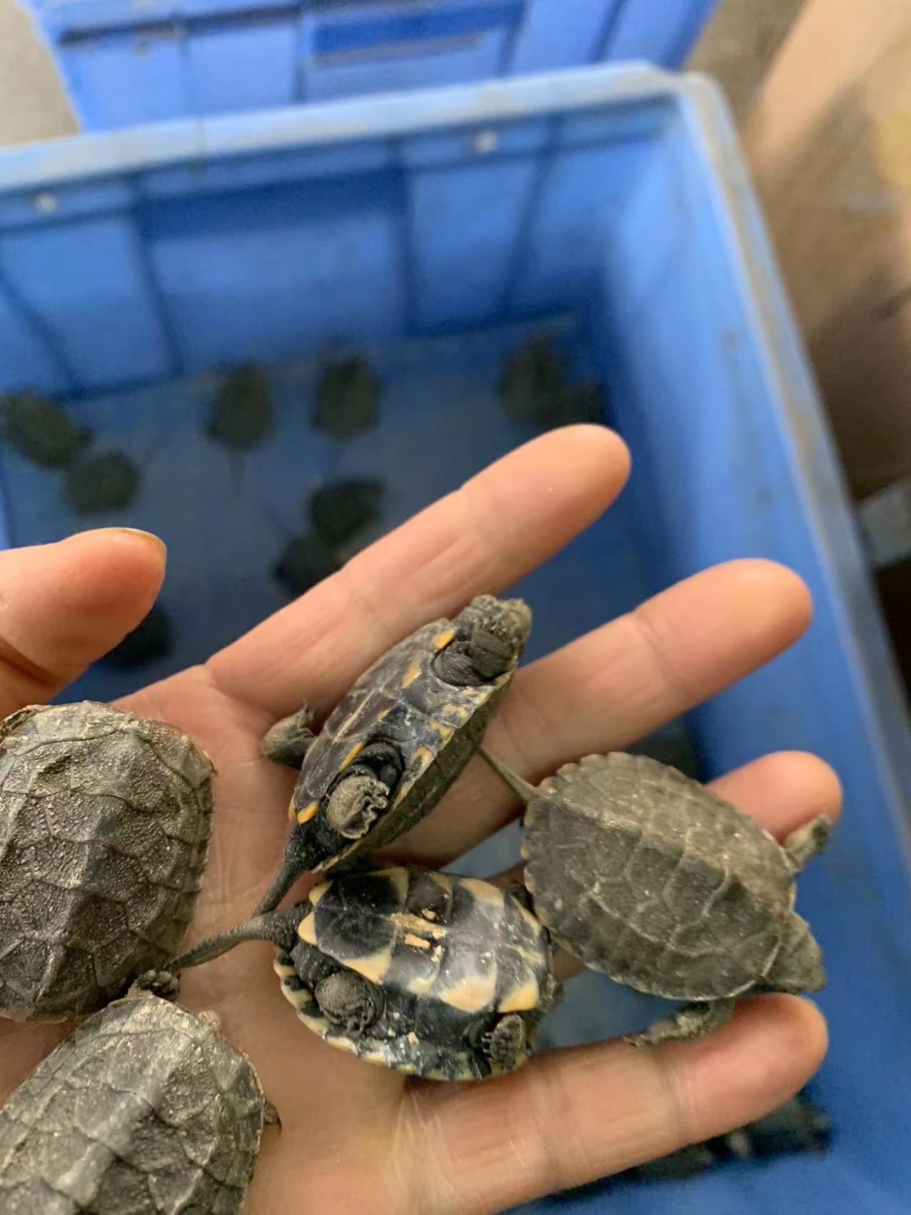 乌龟活体日本石龟杂草龟宠物招财家养小乌龟日石杂花草龟头苗外塘